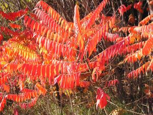 Fort Collins bush in fall-Copyright 2012, Al Powell